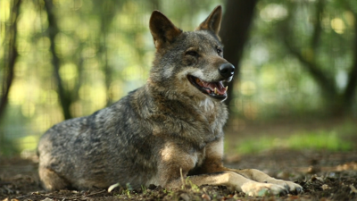 Galicia, Castela e León, Cantabria e Asturias recorreran a prohibición de cazar o lobo