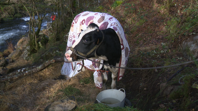 Lugar ata onde puido chegar a vaca tras o intento de rescate