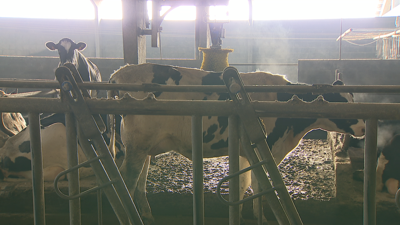As explotacións de vacún de leite perxudicadas pola nova PAC