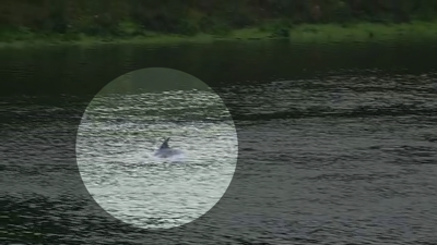 Imaxe do golfiño nas augas do río Ulla