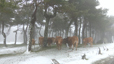 Vacas entre a neve de Manzaneda, esta mañá
