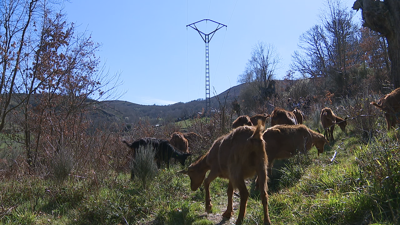 Cabras pacendo debaixo da liña eléctrica en Vilariño de Conso