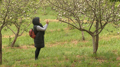 Coñecer as maceiras e a sidra natural da man dos produtores na Estrada
