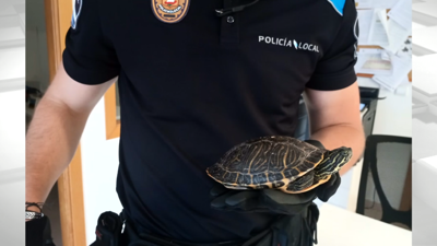 Imaxe da tartaruga entregada este domingo á Policía Local de Poio
