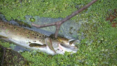 Axentes de Medio Ambiente retiraron as troitas mortas do río para contabilizalas, medilas e pesalas