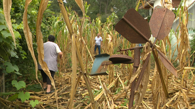 Unha plantación de millo de máis de 2.000 m2 situada en Leirados, Pontevedra, arrasada polo xabaril