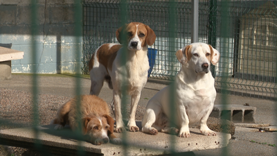 Tres cans á espera de seren adoptados no Refuxio de Pontevedra