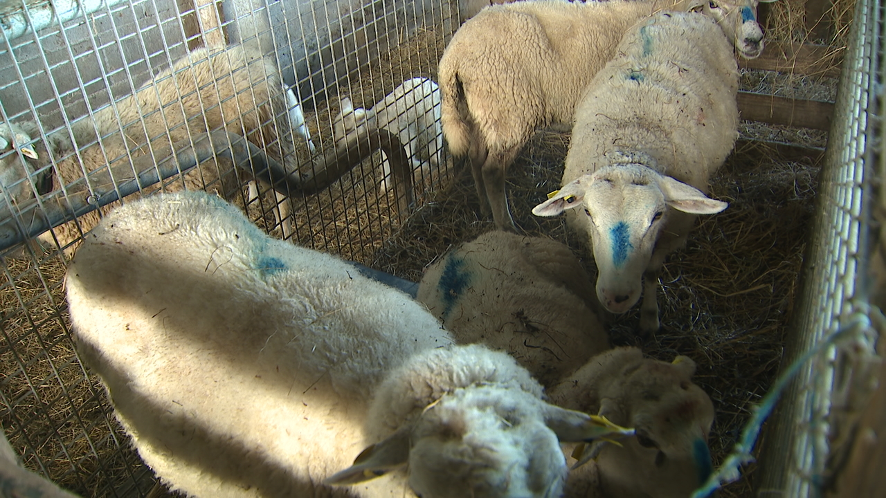 Cinco das ovellas quedaron malferidas no ataque