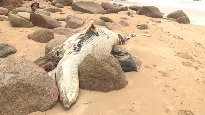 Cadáver da balea que apareceu varada na praia da Lanzada