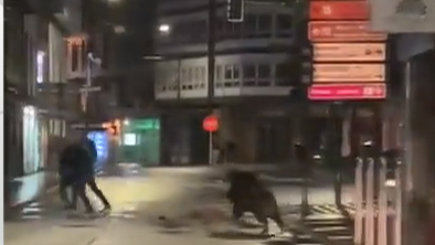 O vídeo do xabaril correndo polas rúas do centro de Carballo fíxose viral