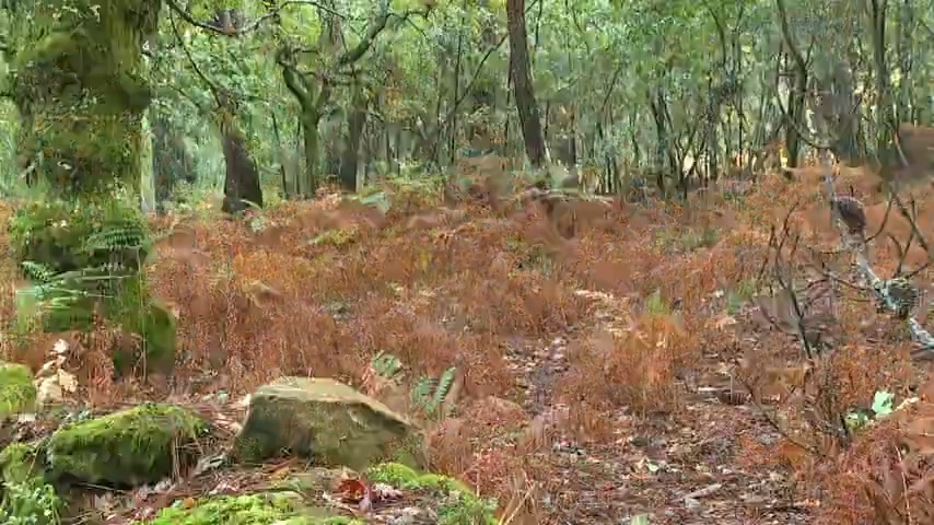 Monte de Saídres, en Silleda