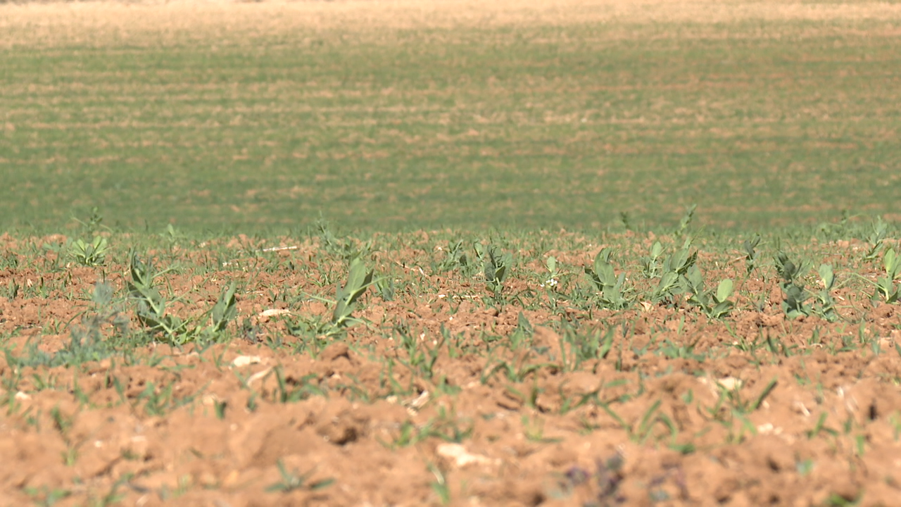 O sector agrícola é un dos máis afectados pola seca