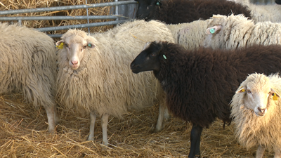 Ovellas de raza autóctona galega, de produción de carne, máis pequenas ca as de leite