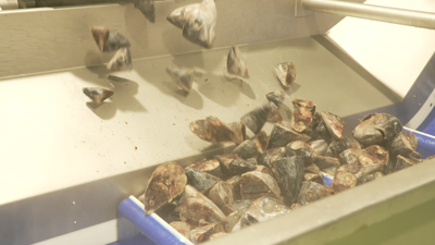 As cabezas de atún van ser procesadas para elaborar aceite de atún neutralizado