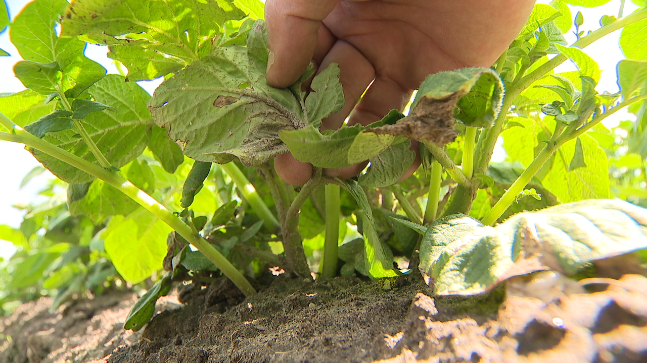 A humidade e as temperaturas suaves son un caldo de cultivo para a prolferación do mildio