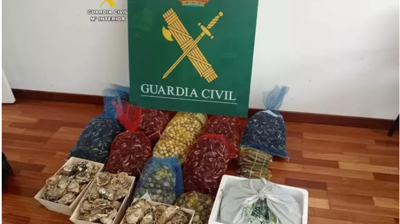 Os 49 quilos de marisco confiscados en Teo / Garda Civil