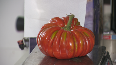 Imaxe do tomate de 1.780 gramos recollido en Bora, exposto na de Bernardino, nesa parroquia pontevedresa