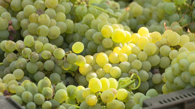 Agardan recoller máis de 4,2 millóns de quilos da uva godello