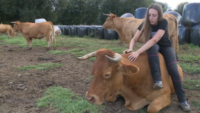 Lucía cunha das trinta vacas de raza rubia galega que crían na granxa familiar de Melide
