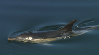 O golfiño nada de forma irregular e ten marcas na aleta