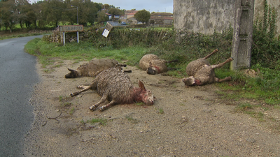 A manda de lobos atacou un rabaño de 160 ovellas moi preto das casas nesta aldea de Monterroso