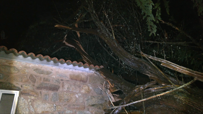 Unha árbore cae sobre unha vivenda en Oia