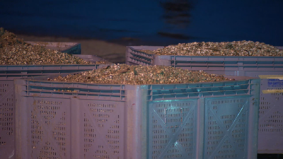 Ao solpor, a confraría de Noia xa tiña recollidas 50 toneladas de bivalvos da praia do Testal
