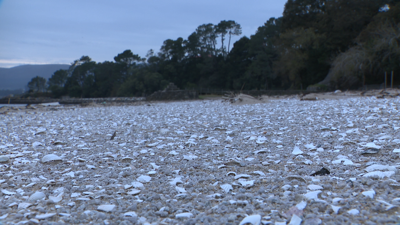 As cunchas de berberecho morto cubrían a maior parte da praia do Tanxil de Rianxo