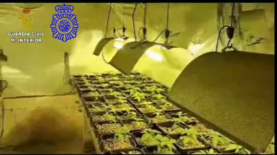 Plantas de marihuana incautadas