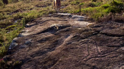 Petróglifo dun cervo ao carón da aldea de Painceiros, en Campo Lameiro