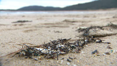 Bólas de plástico en praias de Ferrol este luns