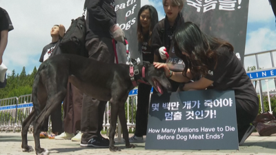 Protestas en Seúl en defensa dos dereitos dos animais