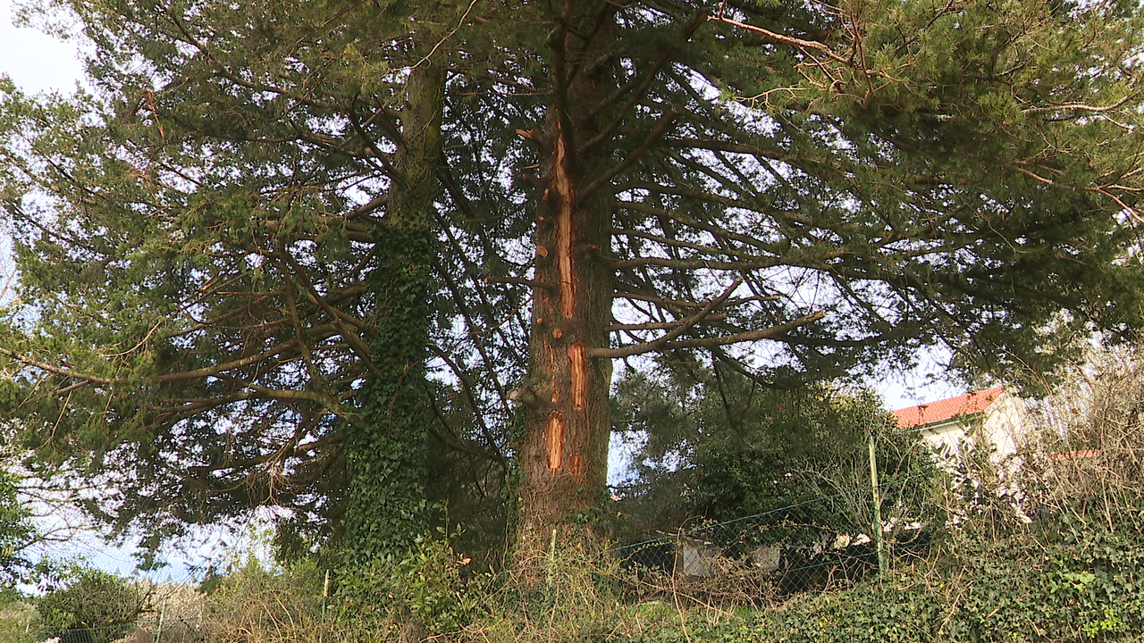 As pegadas dun raio son visibles nunha árbore da Atalaia á que lle tronzaron varias polas
