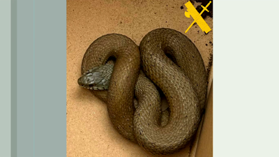 Imaxe da serpe encontrada o xoves pasado no patio do colexio Álvaro Cunqueiro de Mondoñedo