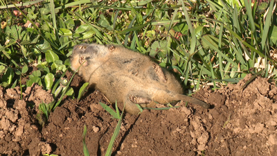 A rata toupa provoca estragos nunha superficie de 8.000 hectáreas da montaña luguesa
