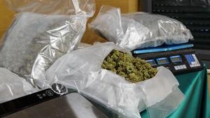 Marihuana preparada para a súa pesada e comercialización. (EFE/José del Olmo)