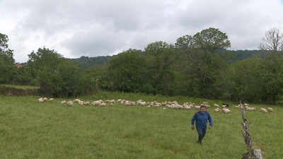 David González ten unha explotación de ovella galega en Nogueira de Ramuín