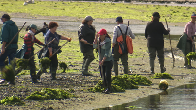 Ducias de mariscadoras e mariscadores traballaban a mañá deste mércores na retirada de algas na enseada do Esteiro, en Vilanova de Arousa