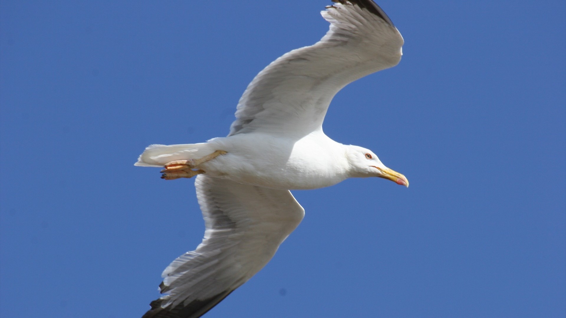 Imaxe de arquivo dunha gaivota patiamarela. Europa Press