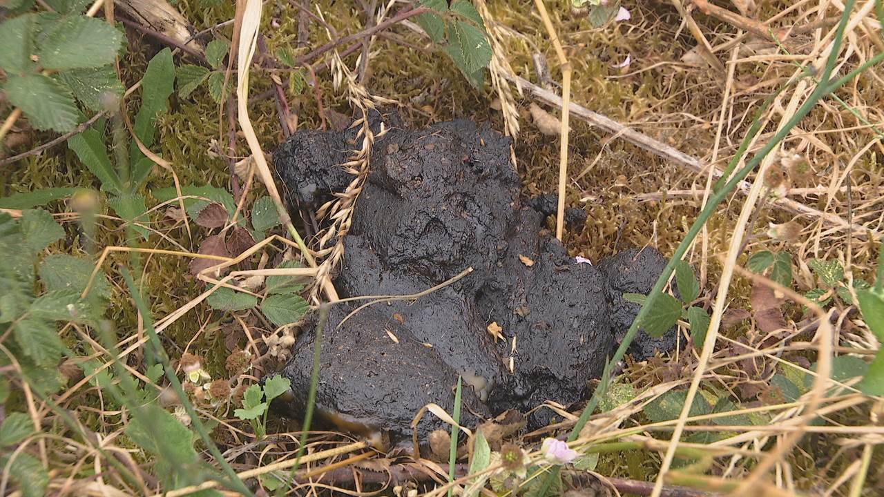 Ao pé do apiario apareceron varios excrementos de oso pardo