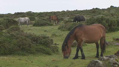 Grupo de cabalos na serra da Capelada, en Cedeira