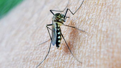Imaxe de arquivo dun mosquito (Junta de Andalucía)
