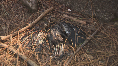 Un dos paxaros mortos apareceu enmarcado entre catro paus