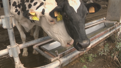 Vacas nunha explotación gandeira da Pastoriza