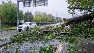 Na foto, árbore caída en Santiago (EFE). Sinal en directo da DTX na Coruña.