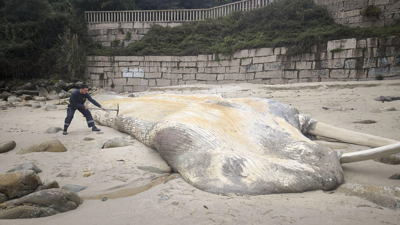 Balea varada na praia de Pampaído (EFE / Concello de Sanxenxo)